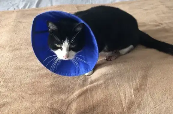 Animaux perdus Courtry, photo: Chat perdu : Félix, 12 ans, noir et blanc