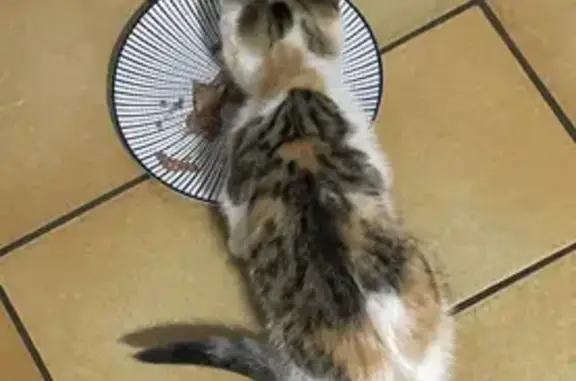 Chaton mâle trouvé, écaille et tigré, Agneaux - photo