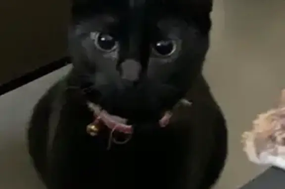 Chat perdue : Baghera, noire avec tache blanche - photo