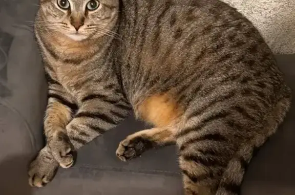 Chat tigré perdu, rue Jean Jaurès, Trélazé - photo