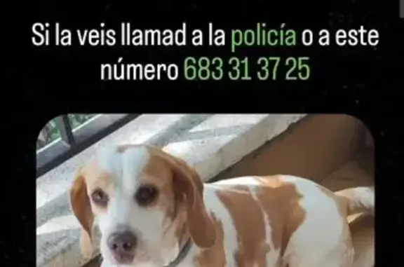 Beagle Asustadizo Perdido en Tarragona