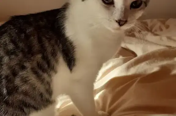 Chatte blanche et tigrée perdue à Sonzay - photo