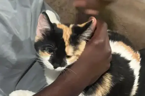 Lost Kitten: Colorful Coat in Liverpool