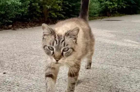 Animaux trouvés Nancy, photo: Chat sociable trouvé à Nancy