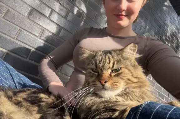 Missing Cuddly Cat from Park Road