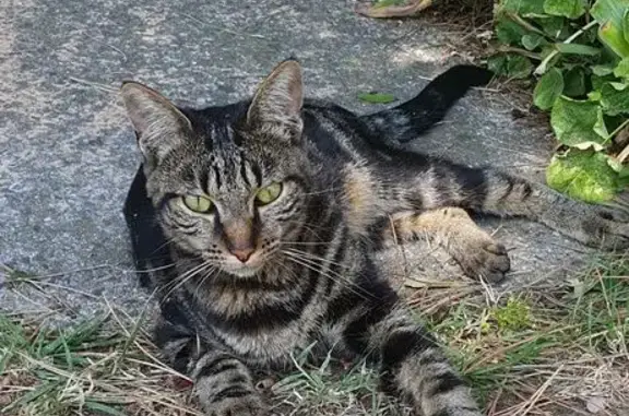 Chat trouvé , photo: Chat tigré trouvé aux Sables-d'Olonne