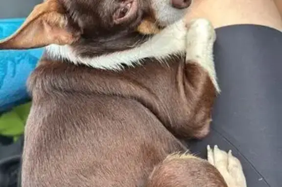 Chien trouvé Saint-Grégoire, photo: Petit chien marron-blanc trouvé sans puce
