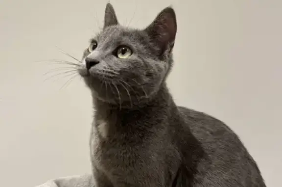 Chat perdu : Européen gris, tâche blanche - photo
