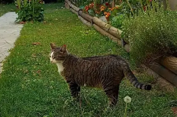 Animaux perdus Lempdes, photo: Chatte perdue: Marron Tabby blanc, Lempdes