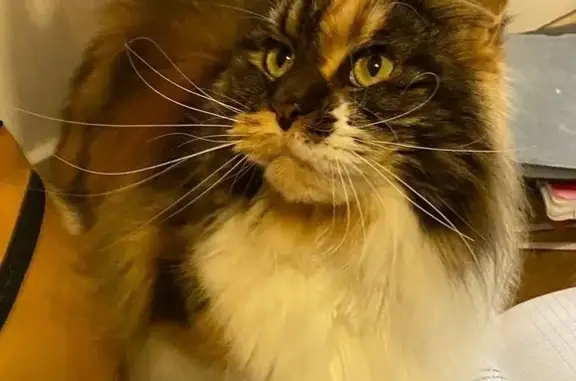 Chat perdu, Issy-les-Moulineaux, photo: Chatte Maine Coon perdue à Meudon