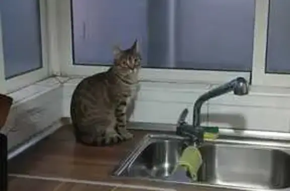 Gato perdido en San Vicente del Raspeig