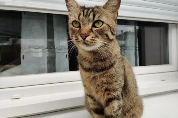 Animaux trouvés Laval, photo: Chat européen tigré trouvé à Laval