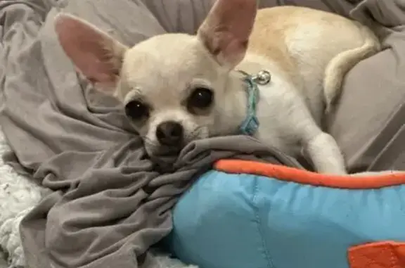 Chien perdu Marsac-en-Livradois, photo : Chihuahua crême/marron perdu, collier rouge
