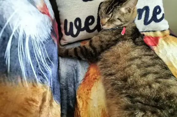 Chat mâle tigré perdu à Aixe-sur-Vienne - photo