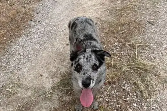 Chien croisé berger bleu merle trouvé - photo