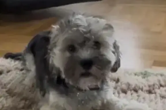 ¡Ayuda! Perdido Bichón Habanero en Torremolinos