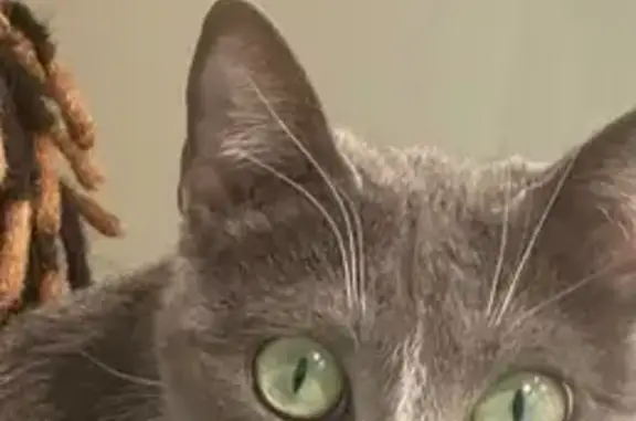 Gata Perdida: Negra y Blanca en Tres Cantos