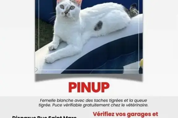 Animaux perdus Argent-sur-Sauldre, photo: Chatte blanche perdue, queue tigrée, Rue St-Marc