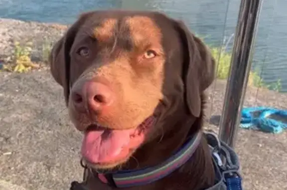 Lost Chocolate Labrador: Green...