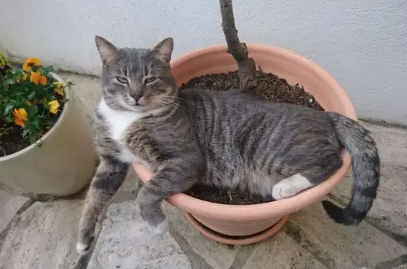 Animaux perdus Montgeron, photo: Chat gris tigré perdu à Montgeron