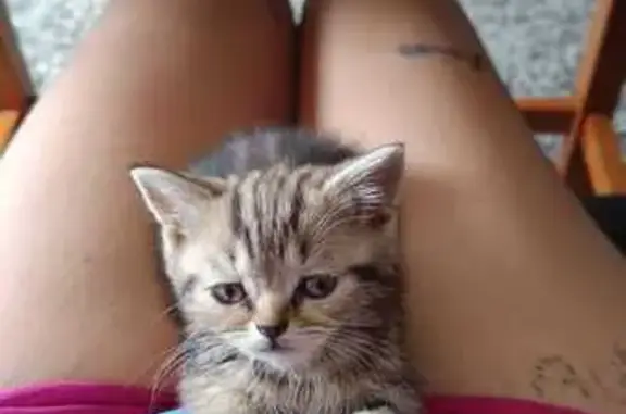 ¡Ayúdanos a encontrar a Estrella, gatita perdida!