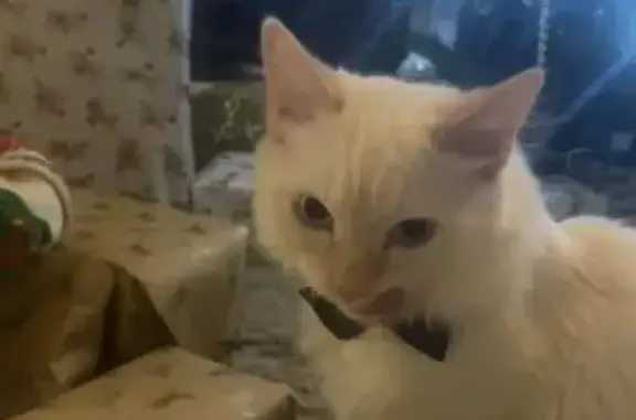 Lost Fluffy White Cat in The G...