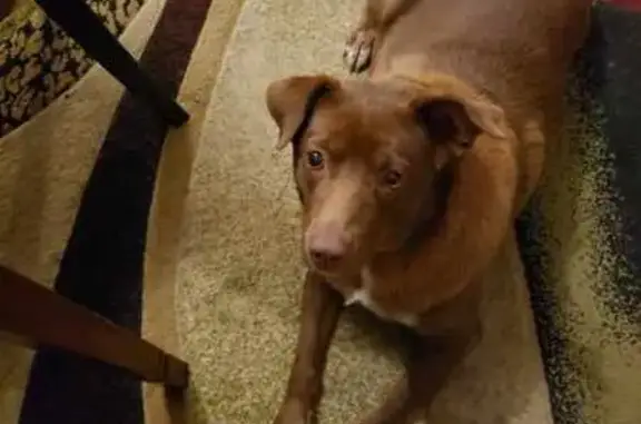 Missing dog Chicago, photo: Lost Dog: Reddish Brown Kierra in Chicago