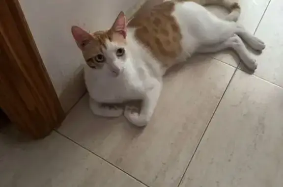 Chat perdu sur l'A9 : Aire Montpellier-Fabrègues - photo