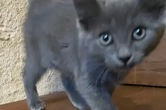 Chat trouvé , photo: Chaton gris trouvé à Domfront-en-Champagne