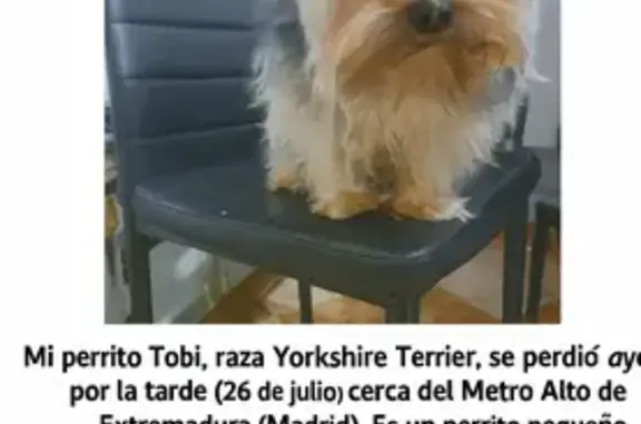 Perros perdidos, Madrid, foto: ¡Perro Perdido en Francisco Ronquillo, Madrid!