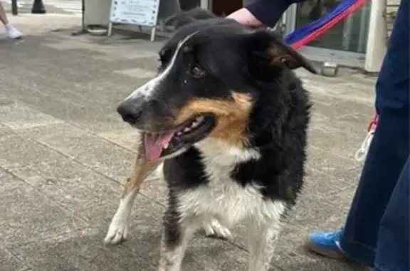 Chien trouvé La Turballe, photo: Chien mâle tricolore trouvé à La Turballe