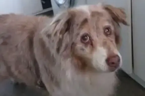 Chienne croisée berger trouvée à Saint-André - photo