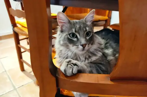 Animaux perdus Fuveau, photo: Chat tigré gris-crème perdu à Fuveau