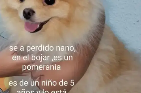 Perro Perdido: Pequeño y Cariñoso en Murcia