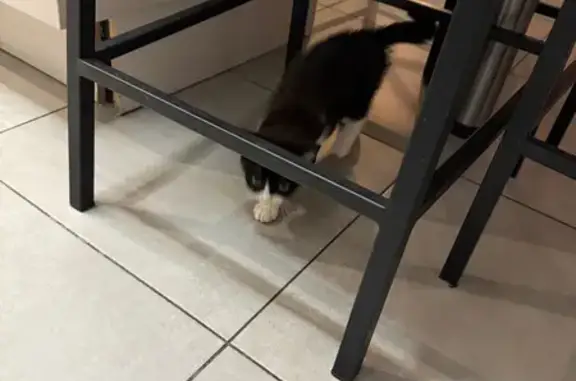 Chaton noir et blanc trouvé à Château-Gontier - photo