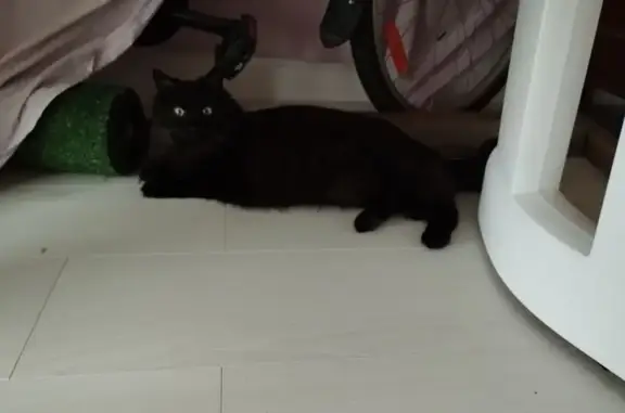 Chatte noire à poils longs disparue - photo