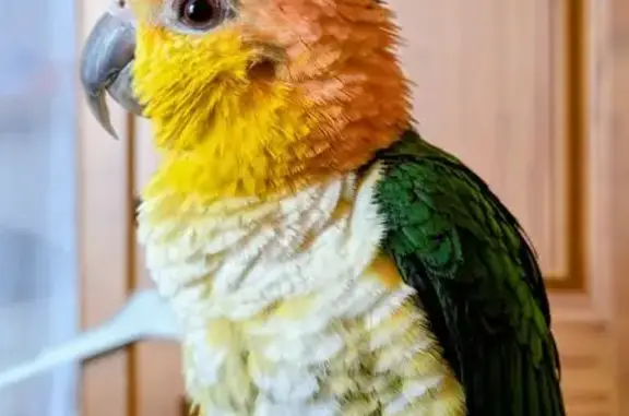 Animaux perdus Mantes-la-Ville, photo: Caïque à tête orange perdu à Mantes