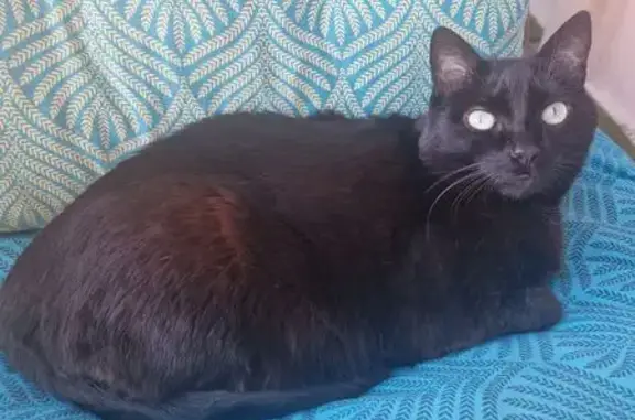 Chat perdu, Arsac, photo: Chatte noire perdue à Arsac