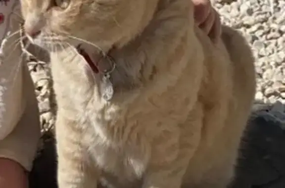 Chat roux clair perdu à Béziers - photo
