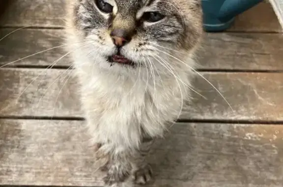 Animaux trouvés , photo: Chat trouvé Rue du Moulin, Traenheim