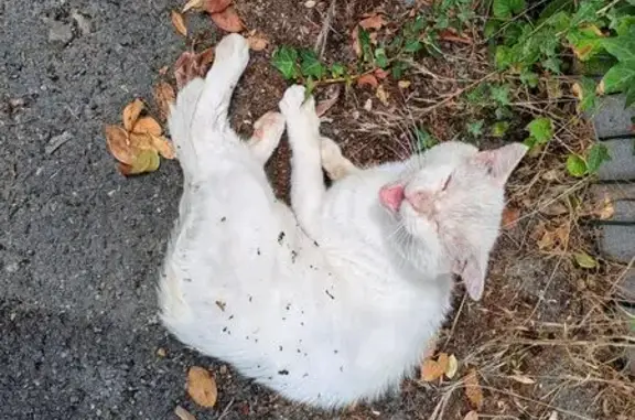 Chat Maigre et Épuisé Trouvé à Limoges - photo