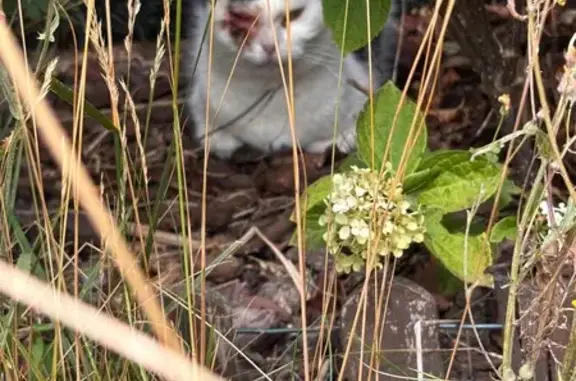 Chat trouvé Wattignies, photo: Chat trouvé calme, œil abîmé, Wattignies