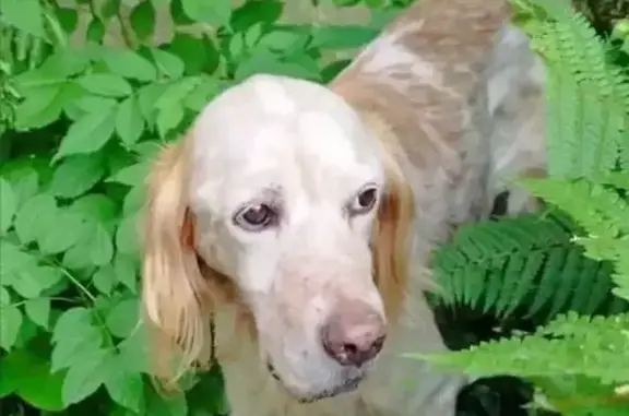 Setter lemon mâle perdu à Bretenoux - photo