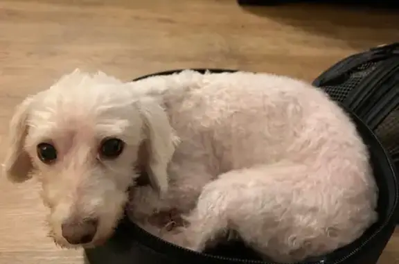 Blind Havanese/Poodle Mix Lost in Honolulu