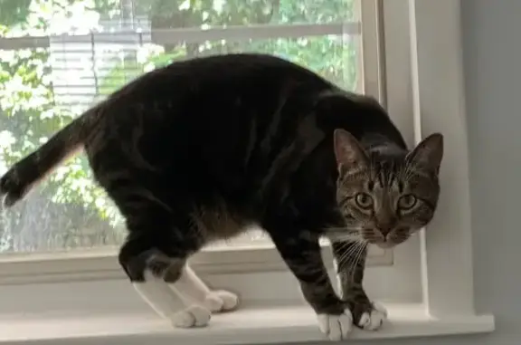 Missing cat Smyrna, photo: Lost Cat: Half Tail & White Feet - Smyrna