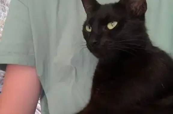 Animaux perdus Melle, photo: Chatte noire perdue à Melle, nommée Mimi