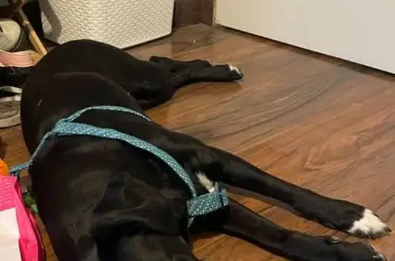 Chien trouvé Teillé, photo: Chienne noire trouvée à Teillé, 27 juillet