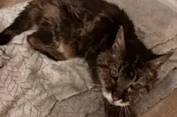 Chat écaille trouvé, âgé, sans collier, Talence - photo