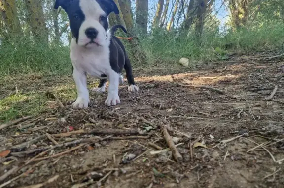 Cachorro American Bully Perdido en Reinoso