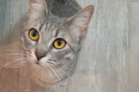 Animaux perdus Romans-sur-Isère, photo: Chatte tigrée perdue à Romans-sur-Isère